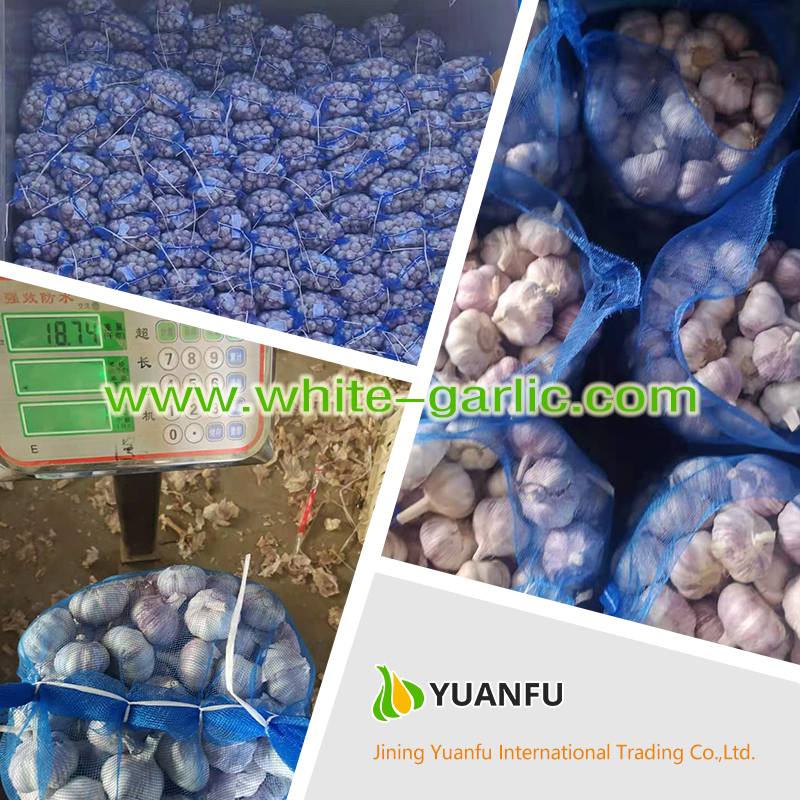 garlic exporters